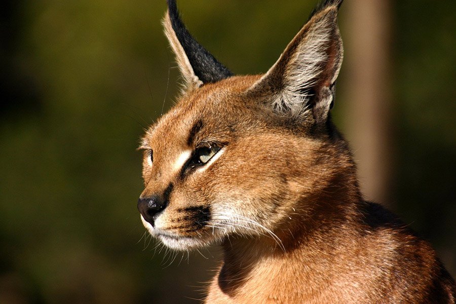 Portrait of a caracal