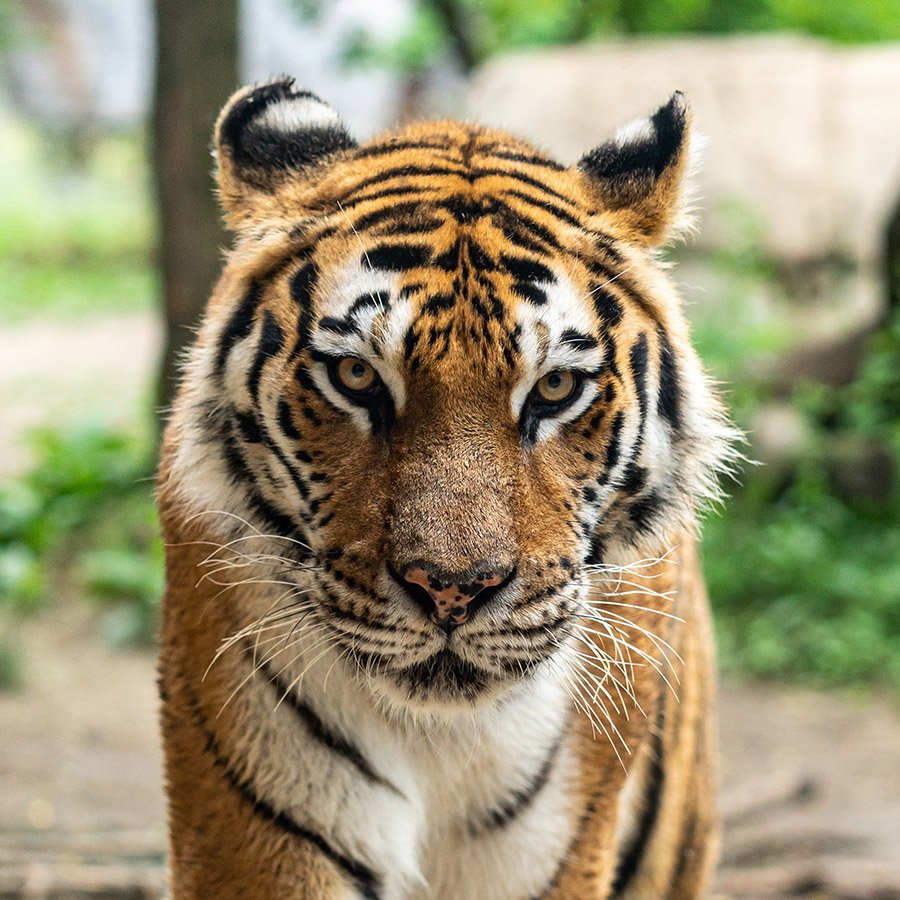 Portrait of a tiger
