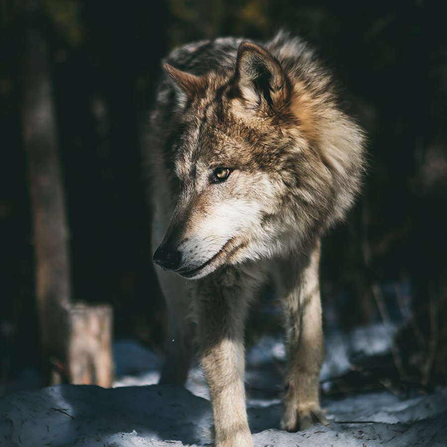 Portrait of a wolf