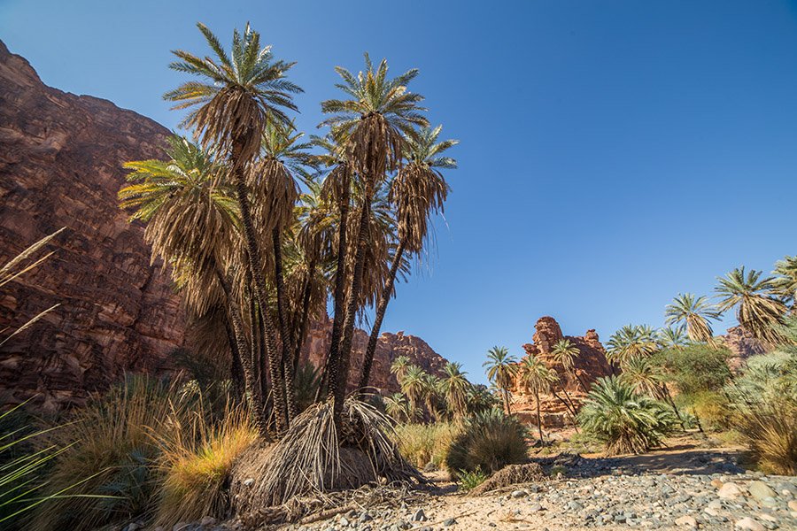 Wadi Al Disah date palms