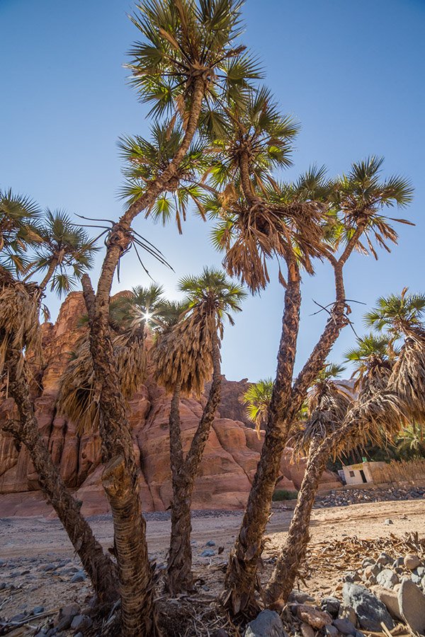 Wadi Al Disah doum palms