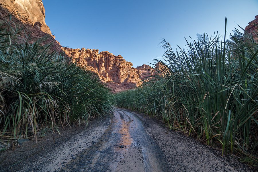 Wadi-Al-Disah reeds