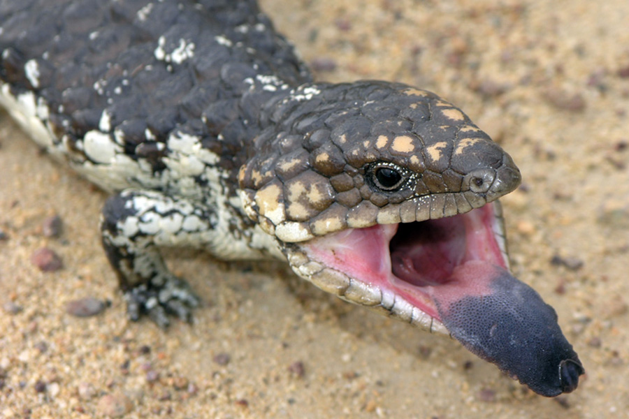 Western Blue-Tongued Skink