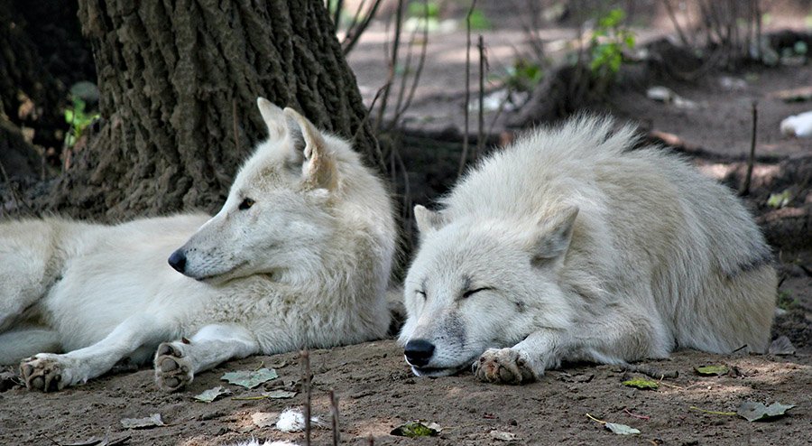 White wolf pack