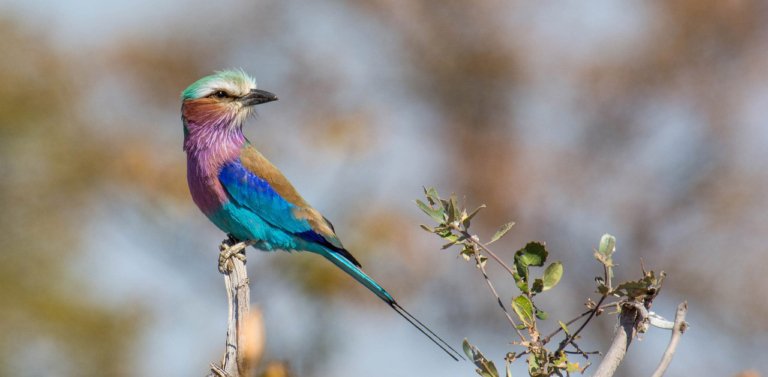 Birdwatching South Africa