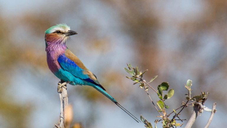 Birdwatching South Africa