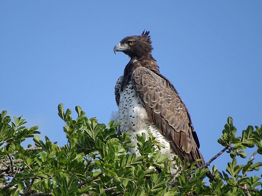 Martial eagle