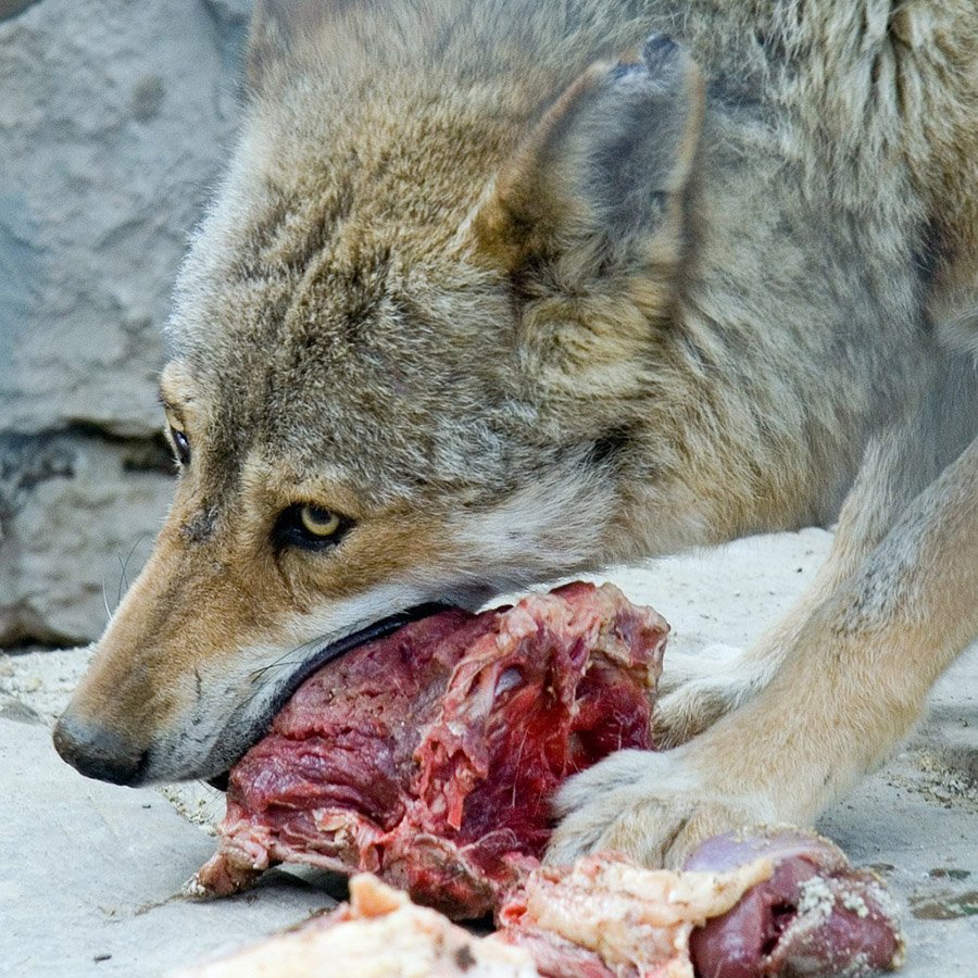 Wolf eating meat
