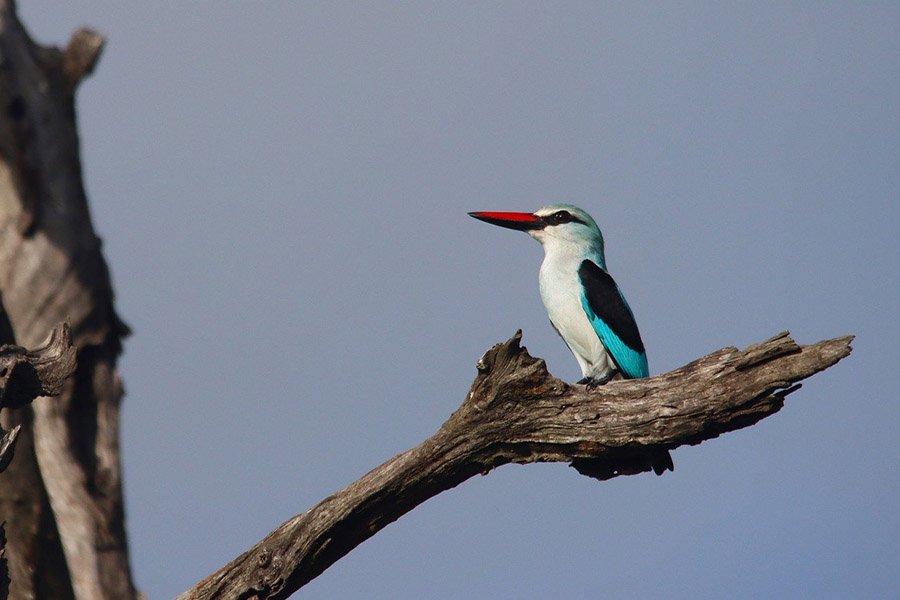 Kingfisher in Kruger National Park