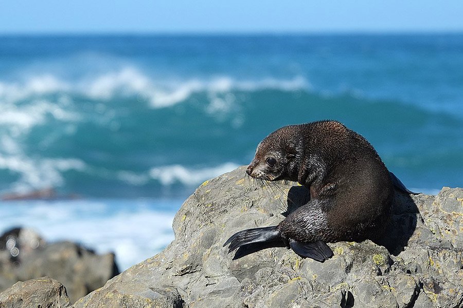 New Zealand fur seal pup