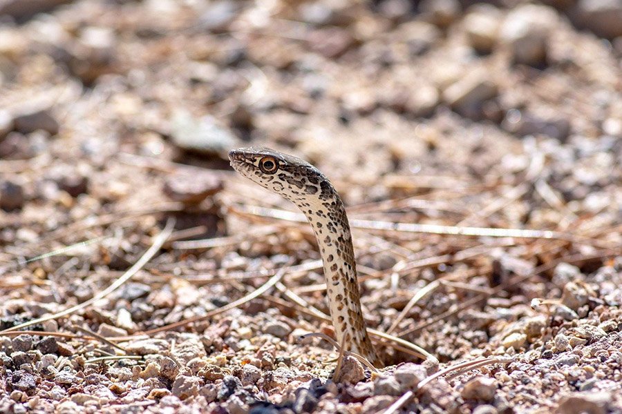 Coachwhip Snake