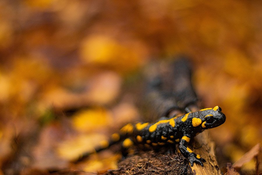 Fire salamander
