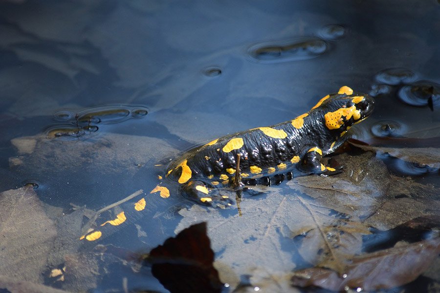 Fire salamander
