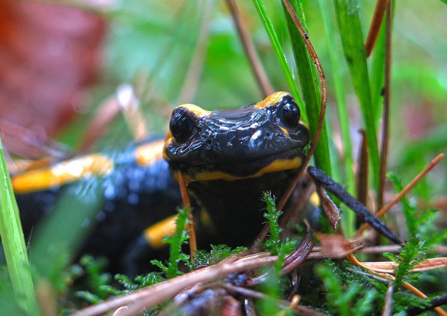 Fire salamander