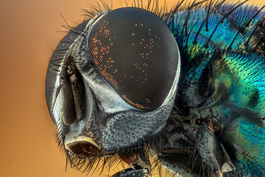 Fly compound eyes