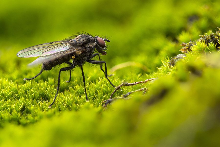 Fly on moss