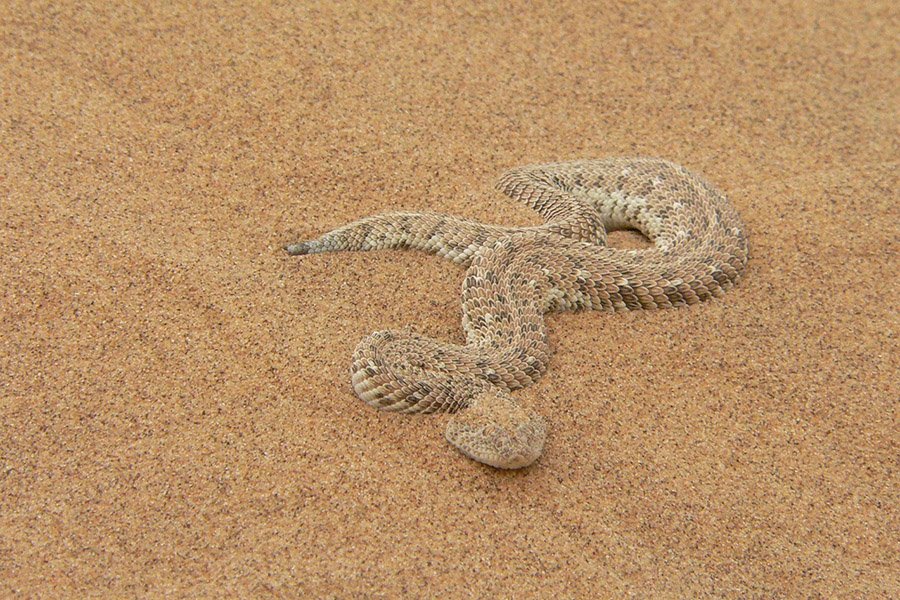 Puff Adder