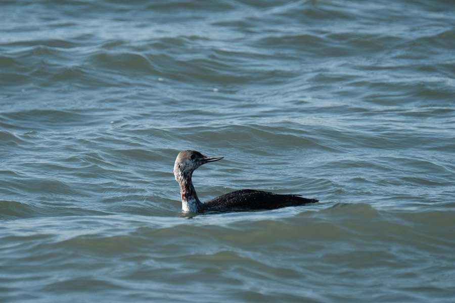 Red-Throated Diver