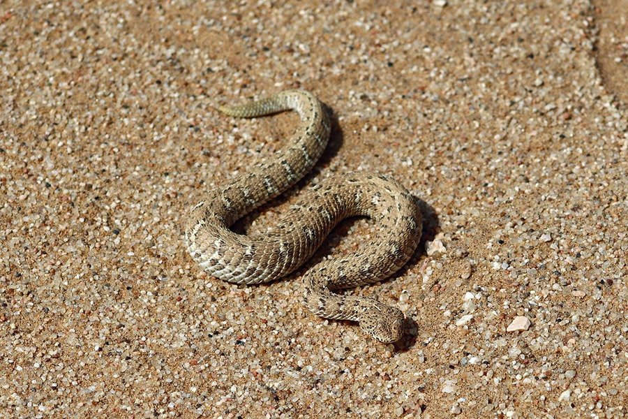Sidewinder Rattlesnake