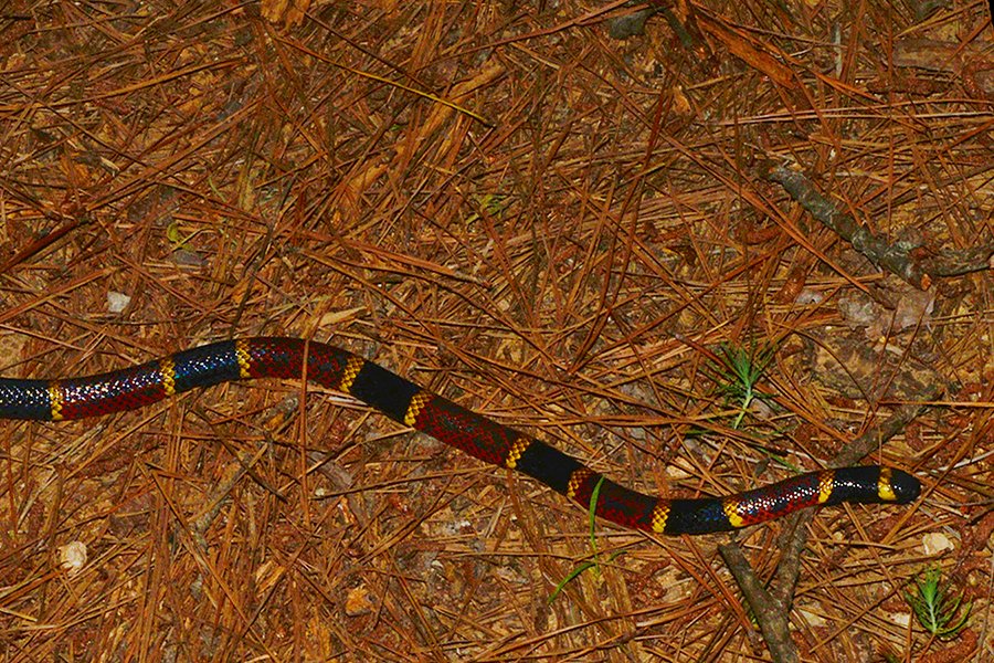 Texas Coral Snake