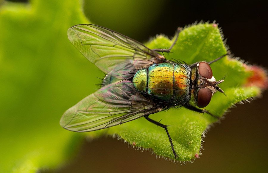 Top view of a fly
