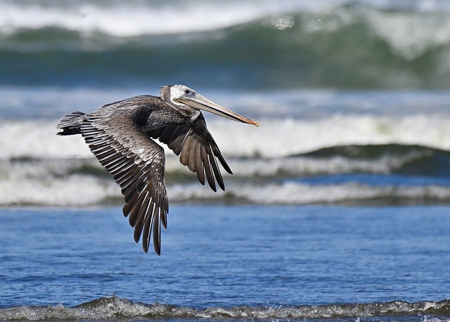 Brown Pelican