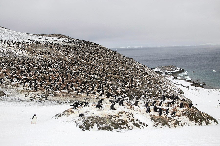 Penguin colony in Antarctica
