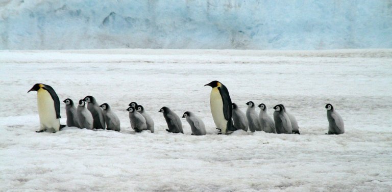 Emperor penguins in Antarctica