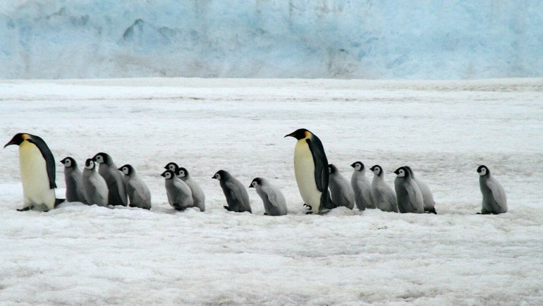 Emperor penguins in Antarctica