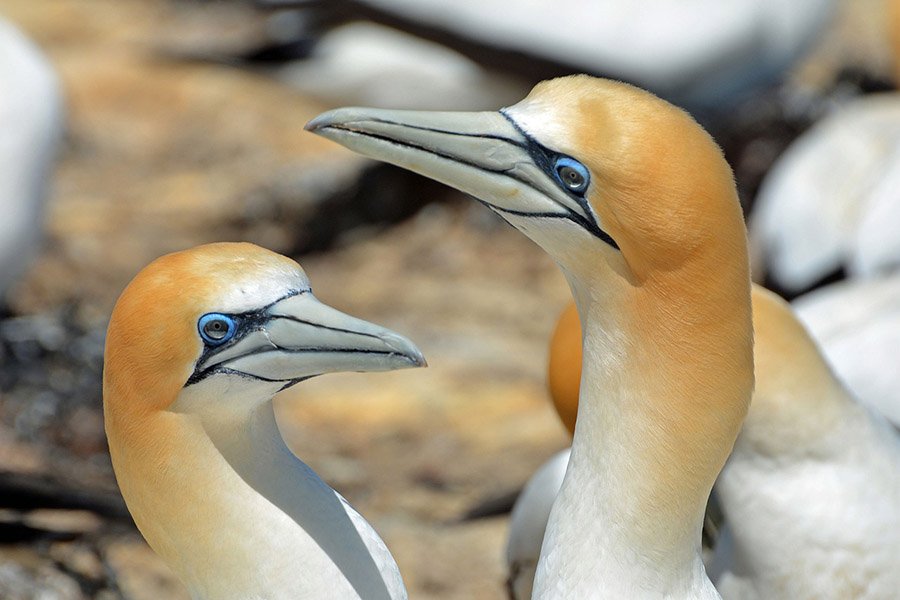Gannet
