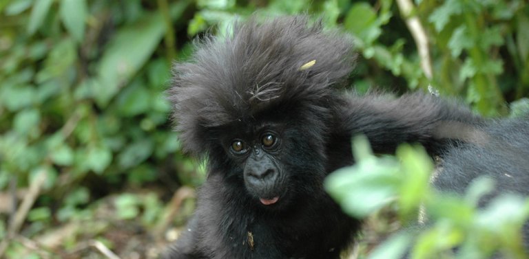 Baby gorilla in Rwanda