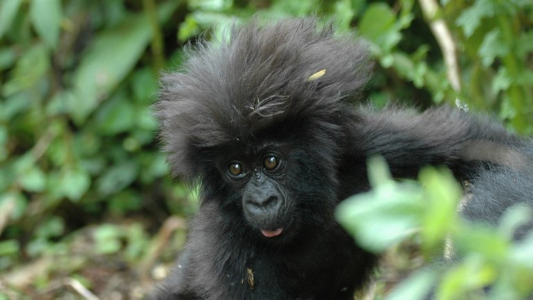 Baby gorilla in Rwanda