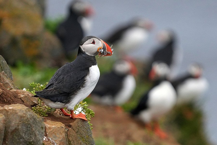 Puffin