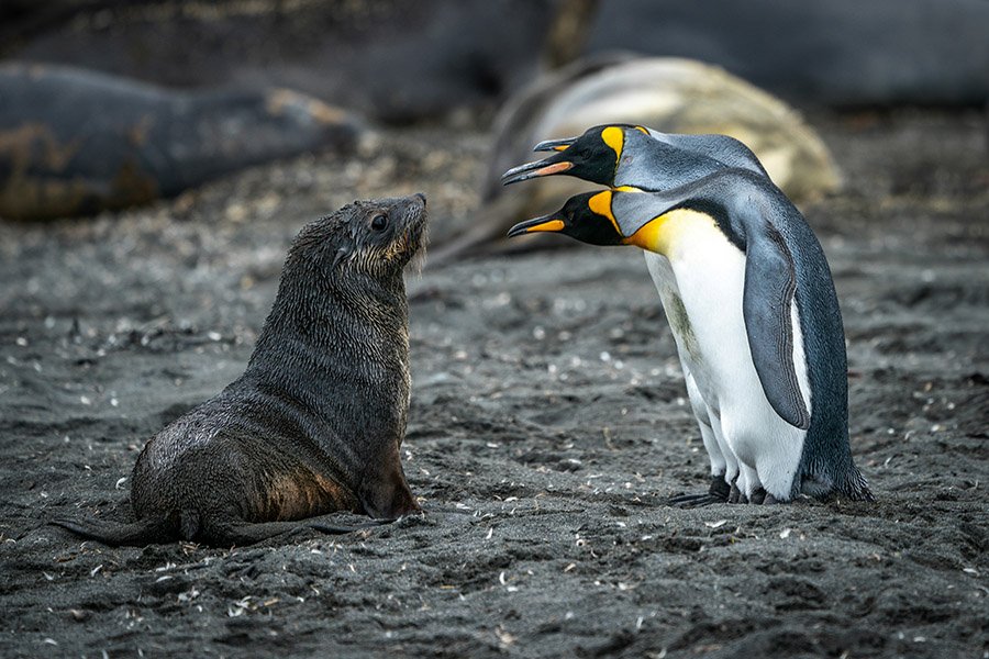 Seal and penguins