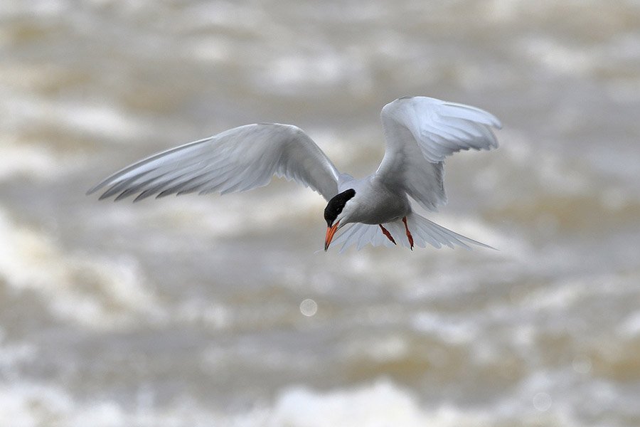 Common Tern