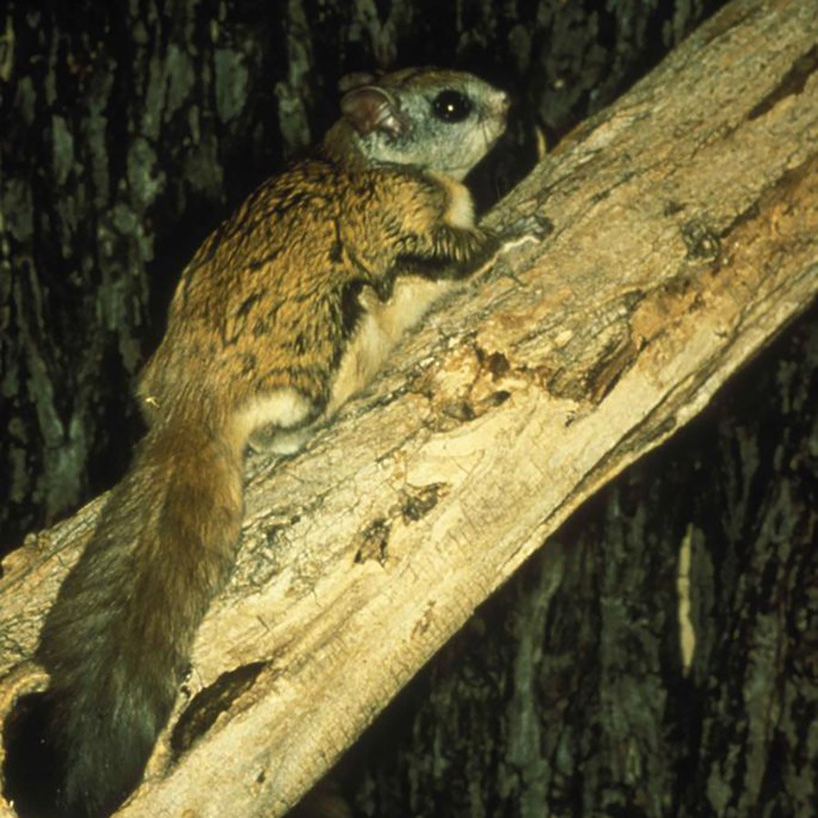 Virginia northern flying squirrel