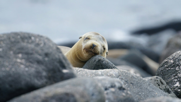 Sea lion in Galapagos
