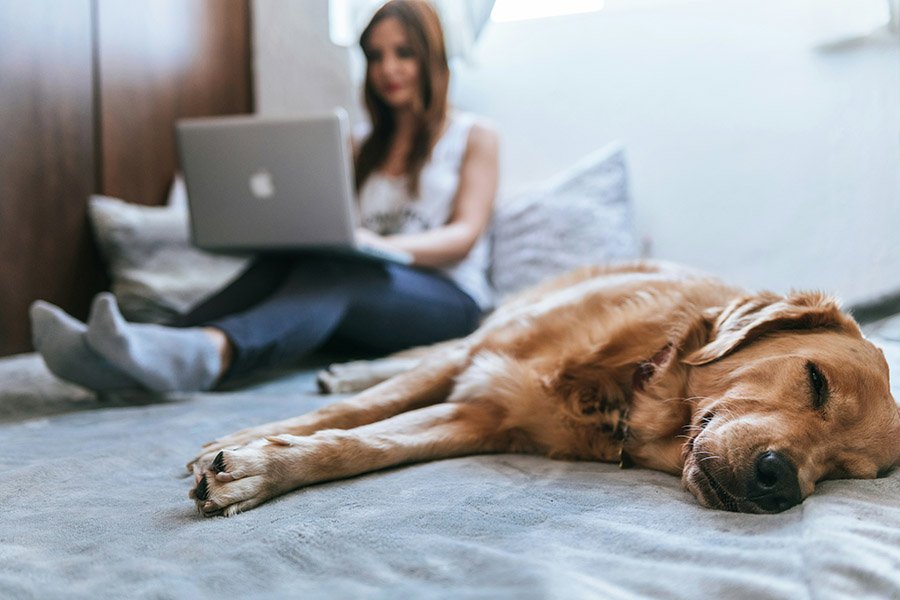 Woman and service dog in hotel