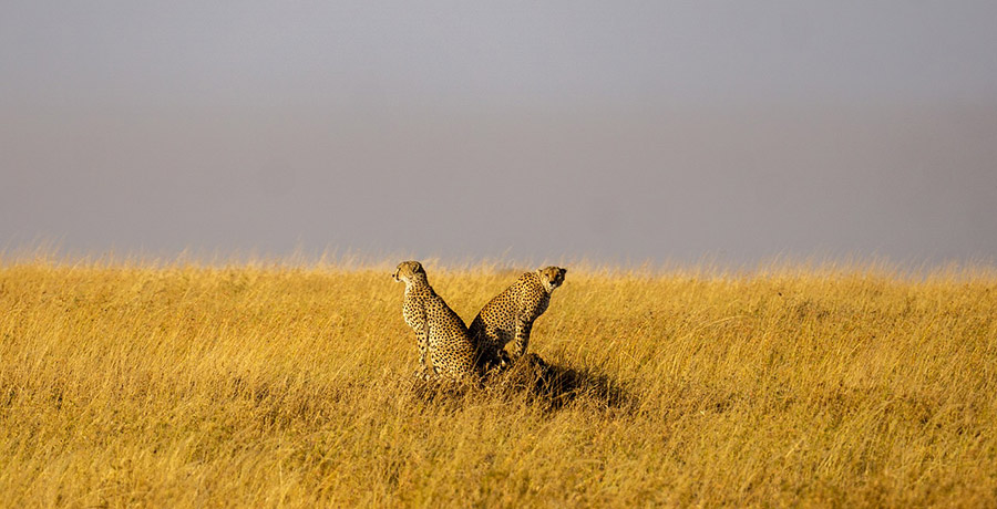 Cheetahs in Serengeti