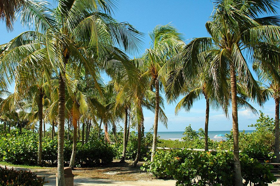 Palms in Key West