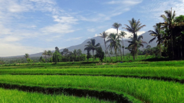 Indonesian landscape