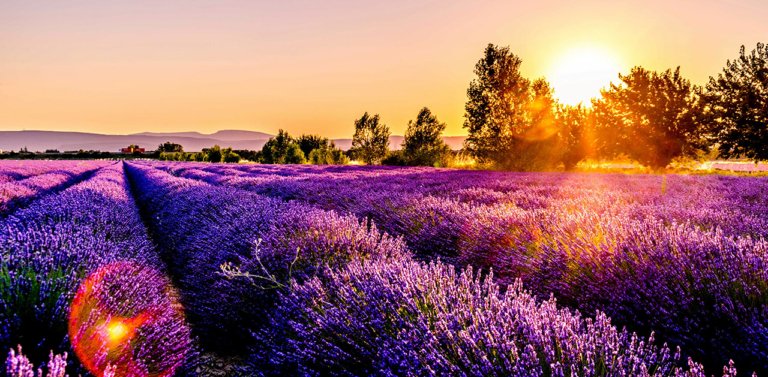 Lavender fields