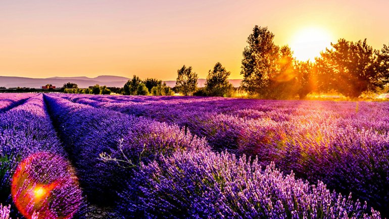 Lavender fields