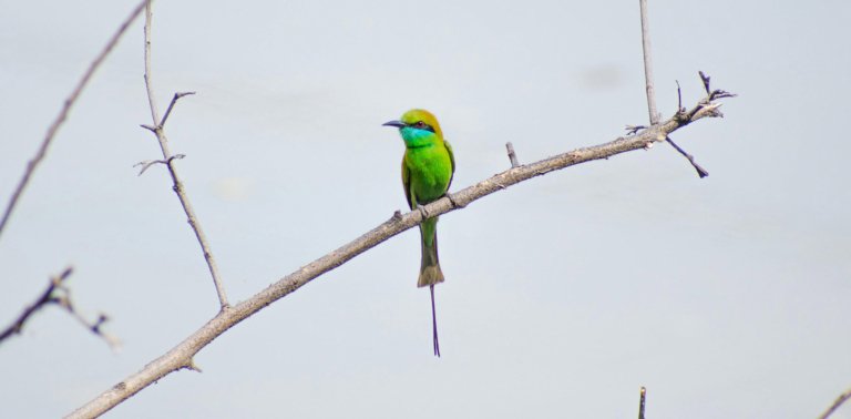 Bee-eater