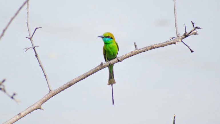 Bee-eater