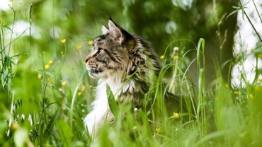 Cat in nature