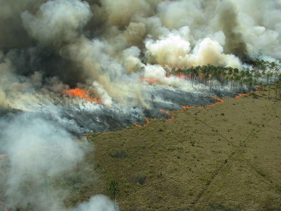 Forest burning