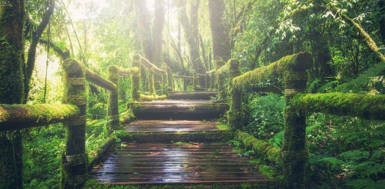 Stairs in the jungle