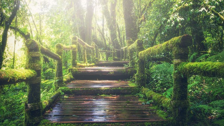 Stairs in the jungle