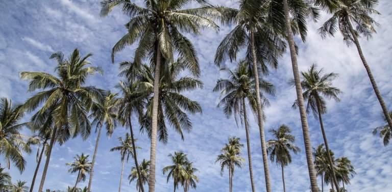 Palm trees